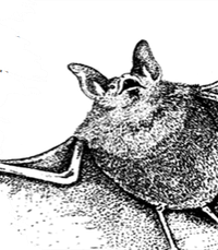 Chauve-souris illustrée
